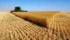 مصر تشتري 420 ألف طن من القمح في مناقصة دولية