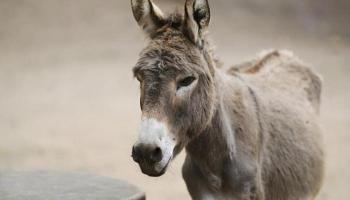إجراءات لـ "احترام حقوق الحمير وراحتها" في اليونان