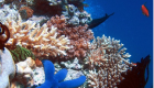 علماء: حموضة المحيطات تهدد الحياة البحرية في العالم