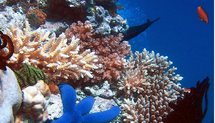 حموضة المحيطات تهدد الحياة البحرية في العالم