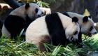 بالصور.. الصين تحتفل بعيد ميلاد توائم الباندا العملاقة الوحيدة