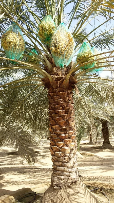 النخلة في الإمارات مصدر رزق للمزارعين وشريكتهم في الصحراء