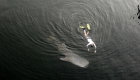 بالصور.. إنقاذ صغير قرش الحوت التائه في خور دبي
