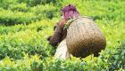 من أجل 50 سنتا.. إضراب مئات آلاف العاملين في زراعة الشاي بالهند