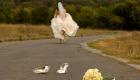 عروس تونسية تهرب في ليلة زفافها ما السبب؟