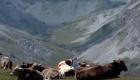 بسبب الجفاف.. الجيش يتدخل ليروي ظمأ الأبقار في سويسرا