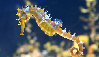 غواص يقود حملة لحماية موقع فريد لحصان البحر باليونان