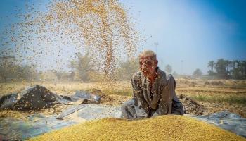 مصر من أكبر مستوردي القمح عالميا 