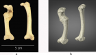 عظام دجاجة في موقع أثري أردني تثير اهتمام علماء فرنسيين 