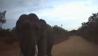 بالفيديو.. فيل غاضب يهاجم سيارة في سريلانكا