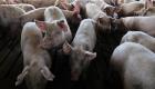 حمى الخنازير الأفريقية تتفشى في أكبر مزرعة برومانيا