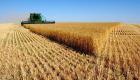 مصر تطرح مناقصة دولية لشراء كمية غير محددة من القمح