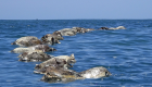 العثور على 300 سلحفاة مهددة بالانقراض نافقة قبالة ساحل المكسيك