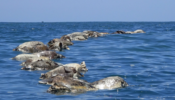 العثور على نحو 300 سلحفاة مهددة بالانقراض نافقة قبالة ساحل المكسيك