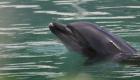 نشطاء يطالبون بإنقاذ الدلافين في اليابان