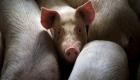 الصين: حمى الخنازير مشكلة معقدة وخطيرة
