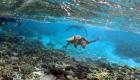 دراسة إماراتية تحذر من مخاطر المخلفات البحرية على السلاحف