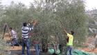 قرية "فرخة" فلسطينية تسعى لتكون نموذجا للزراعة العضوية