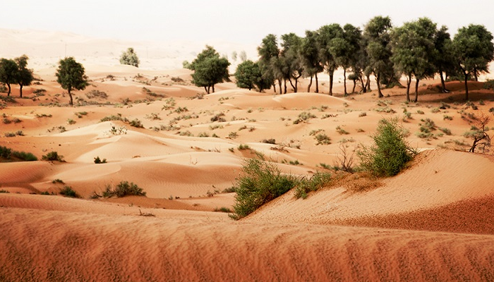 أشهر المحميات الطبيعية في السعودية المرسال