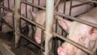 فاو: انتشار حمى الخنازير الأفريقية بدول آسيا في حكم المؤكد