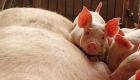 اليابان تعدم 546 خنزيرا لمواجهة انتشار الحمى