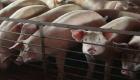 إجراءات وقائية في فرنسا بعد ظهور حالات إصابة بحمى الخنازير ببلجيكا