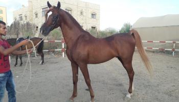 الخيول الأصيلة في غزة تتحدى الحصار