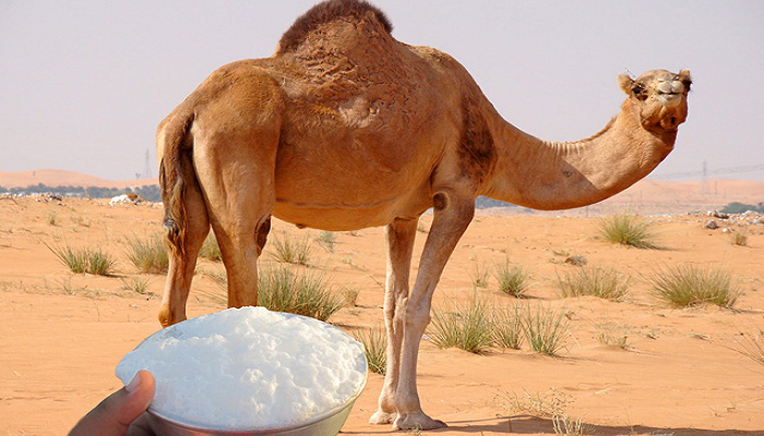 ..  78-133431-study-reveals-benefits-camel-milk_700x400.png