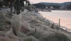 بالفيديو.. شبكة عنكبوتية ضخمة تغطي ساحلا في اليونان