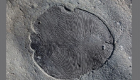حفريات تحير العلماء قد تكون لأقدم مخلوق على الأرض