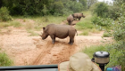 اصطياد 500 "وحيد القرن" في 8 شهور بجنوب أفريقيا