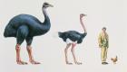 "التيتان" أكبر طيور العالم.. عاشت قبل 1200 سنة وبلغ وزنها 400 كيلوجرام