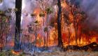 موجة حر شديدة تجتاح أستراليا.. والحرائق تلتهم الغابات