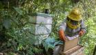 بالصور.. مبيدات الكوكا تهدد حياة النحل في بوليفيا