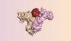 تصميم بروتين يعزز المناعة لمواجهة السرطان بلا آثار جانبية
