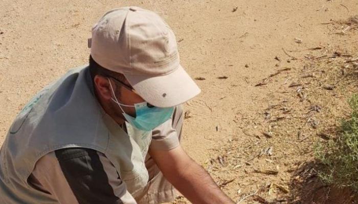 "البيئة" السعودية ترصد تكاثرا للجراد بالغربية