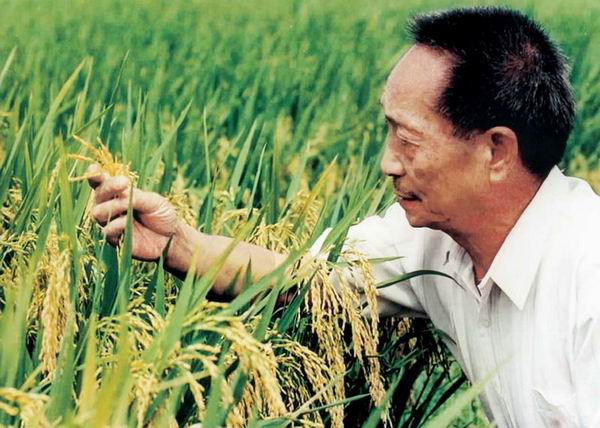 Rice tolerant to Chinese salinity can be a solution for many Arab countries
