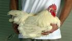طفرة علمية.. دجاج معدل جينيا لمنع إنفلونزا قاتلة