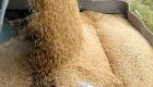مصر قد تستخدم مليار دولار من تمويل مؤسسة إسلامية لشراء القمح