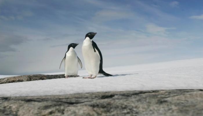 ارتفاع الحرارة في المناطق القطبية يقلل عثور الثدييات على الغذاء