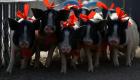 بالصور.. سباق للخنازير الصغيرة احتفالا بالعام الجديد في الصين