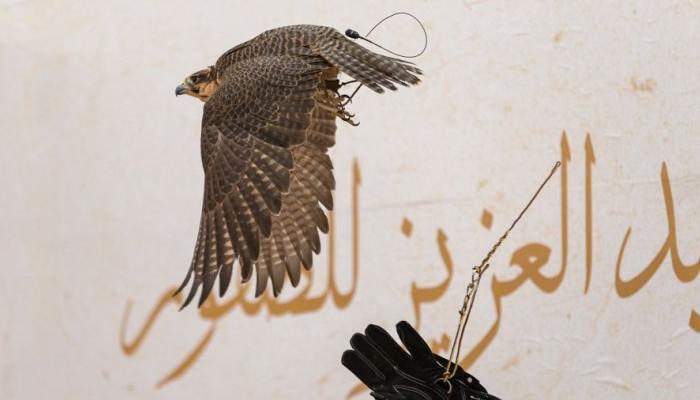 منافسات قوية في اليوم الرابع لمهرجان الصقور
