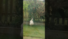 بالفيديو.. دجاجة تقفز عاليا لأكل التفاح في حديقة مالكتها