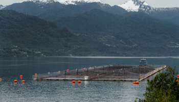 مزرعة لتربية سمك السلمون في تشيلي