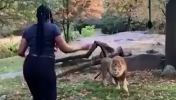 المرأة تقف أمام الأسد الأفريقي