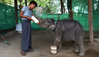 علاج فيلة رضيعة نجت من فخ صياد في ميانمار 