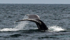 "التخفي الصوتي".. وسيلة الحيتان لحماية صغارها