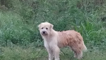 الكلب بون بون