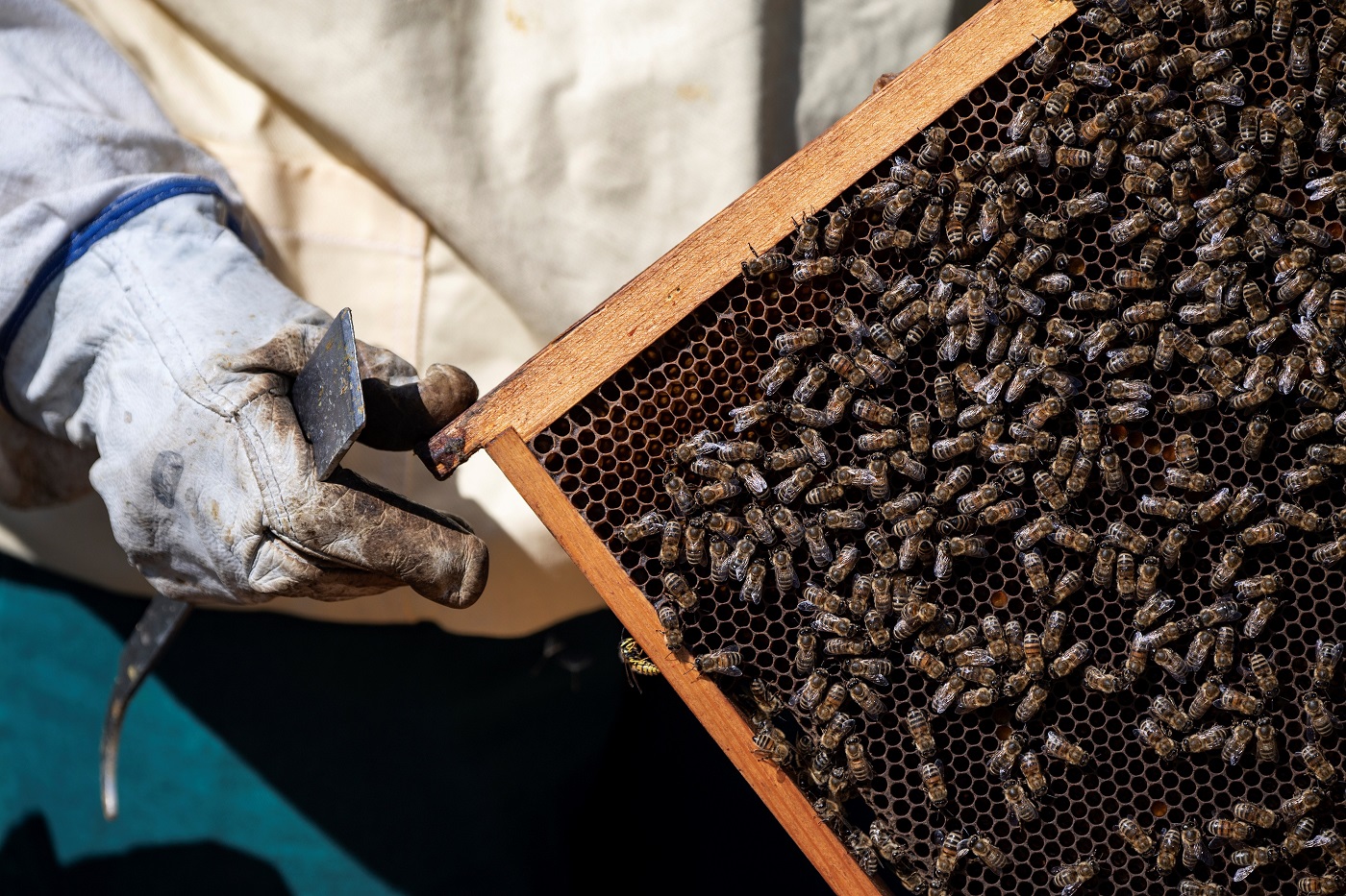  سنة سوداء لمربي النحل في أوروبا  162-022604-bees-honey-2