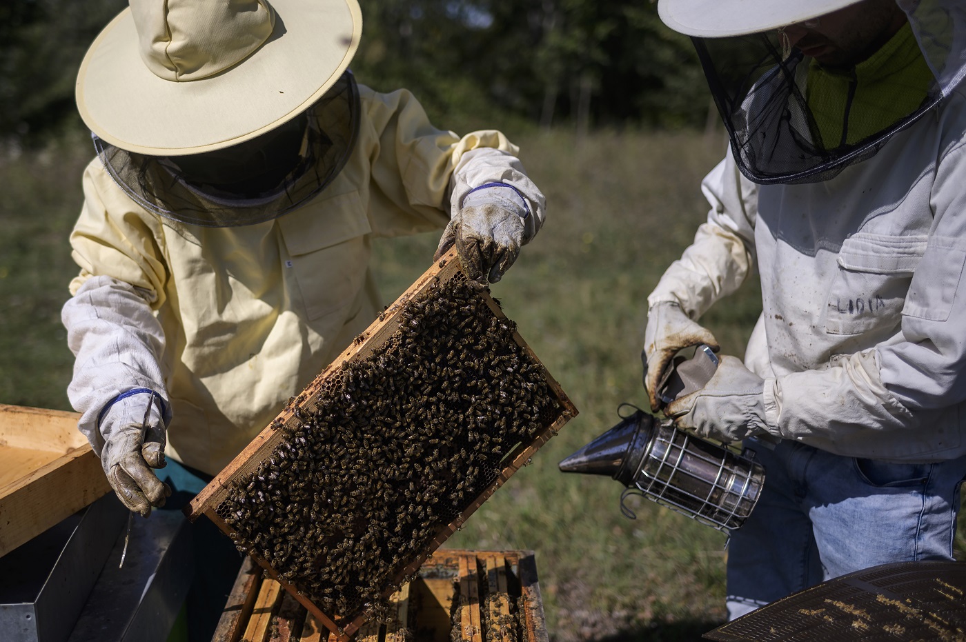  سنة سوداء لمربي النحل في أوروبا  162-022605-bees-honey-4